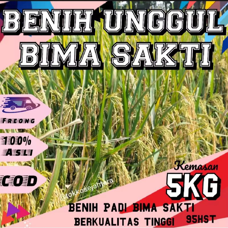 bibit padi bima sakti berkualitas 5kg