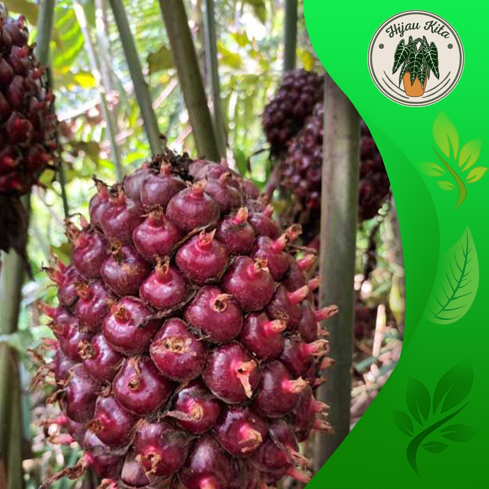 

Buah honje segar varian 1KG