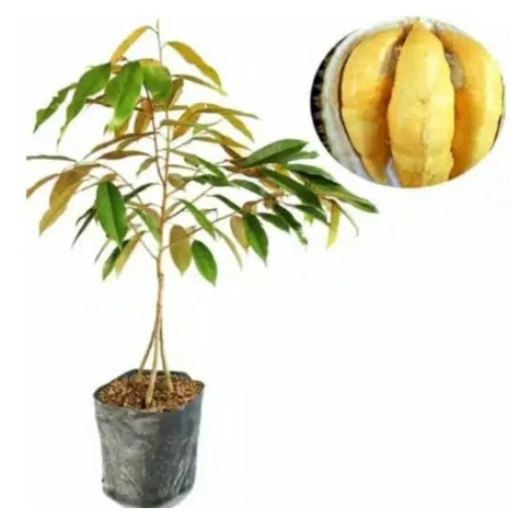 Bibit Tanaman Durian Kaki 3 All Varian Okulasi Bibit Durian Kaki 3 All Varian Bibit Duren 1,5-2 Mete