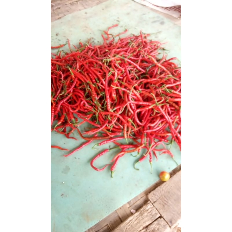 

cabe merah keriting