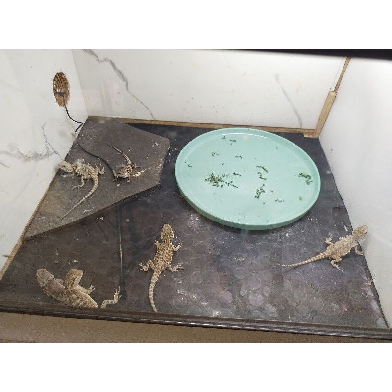 mainan bearded dragon red hypo