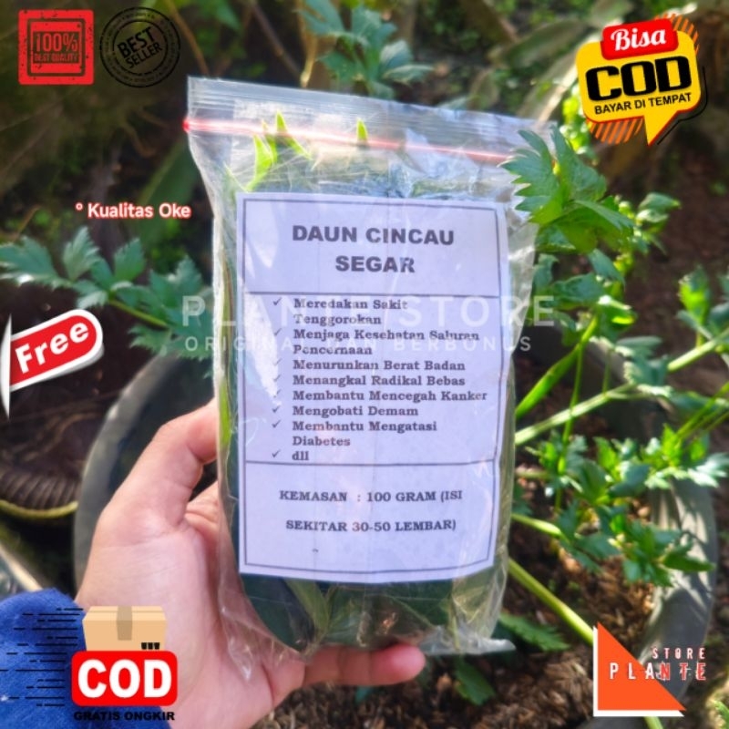 

DAUN CINCAU SEGAR HERBAL PREMIUM