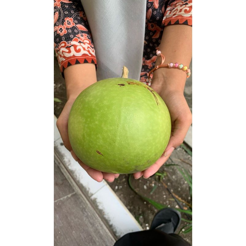 

Buah Maja