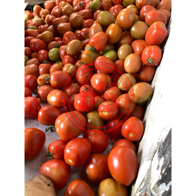 

Tomat Buah Besar (500Gram/1kg)Fresh