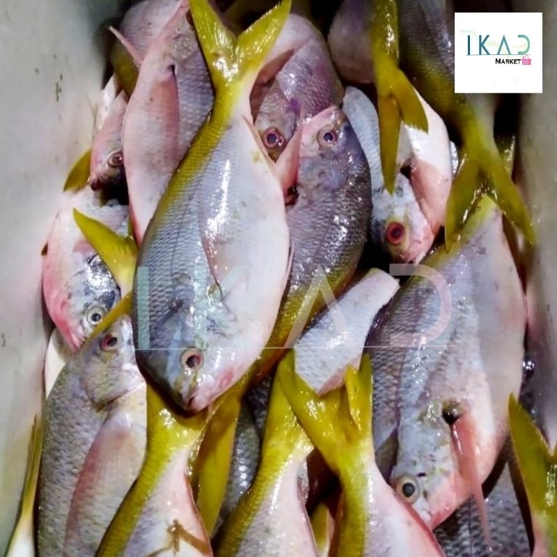

Ikan Ekor Kuning