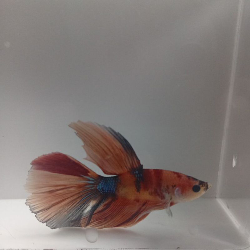 halfmoon multicolor 001