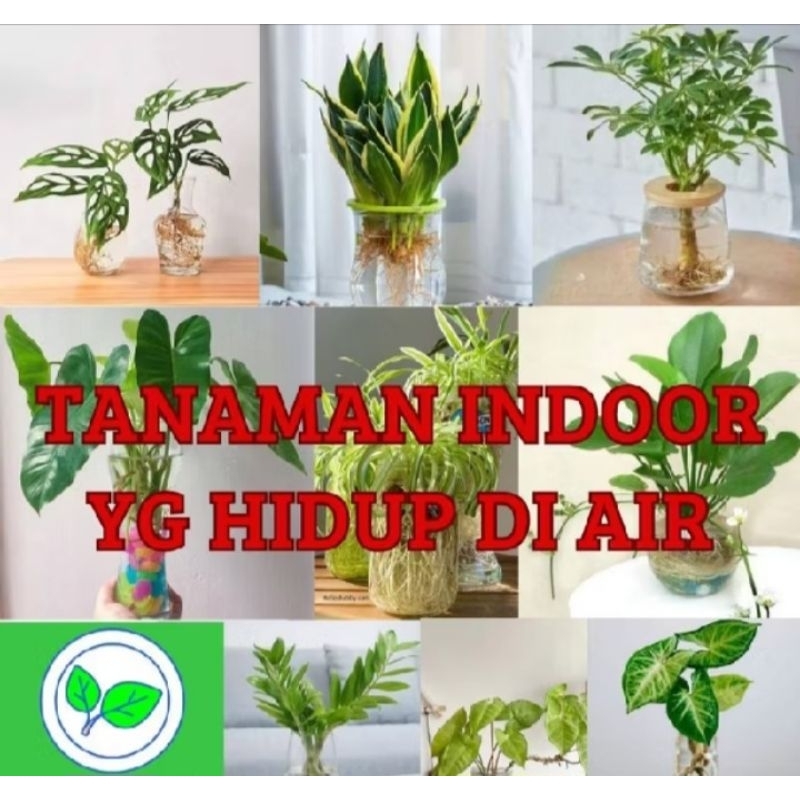 (BISA COD) PROMO Jenis Tanaman Hias Yg Hidup Di Air Bisa Indoor & Outdoor Dekorasi Rumah Taman & Kan