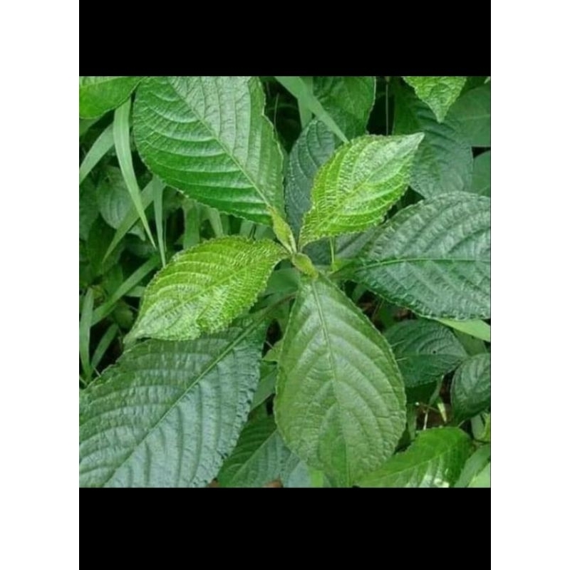 

DAUN KEJI BELING/DAUN PECAH BELING SEGAR 100 GRAM