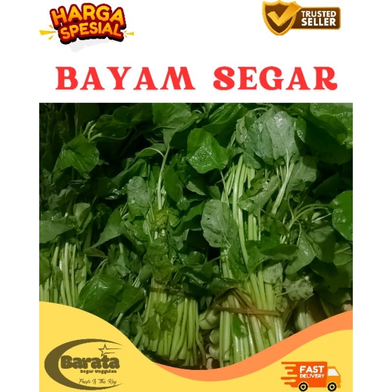 

BAYAM HIJAU SAYUR SEGAR [HARGA PER IKAT)