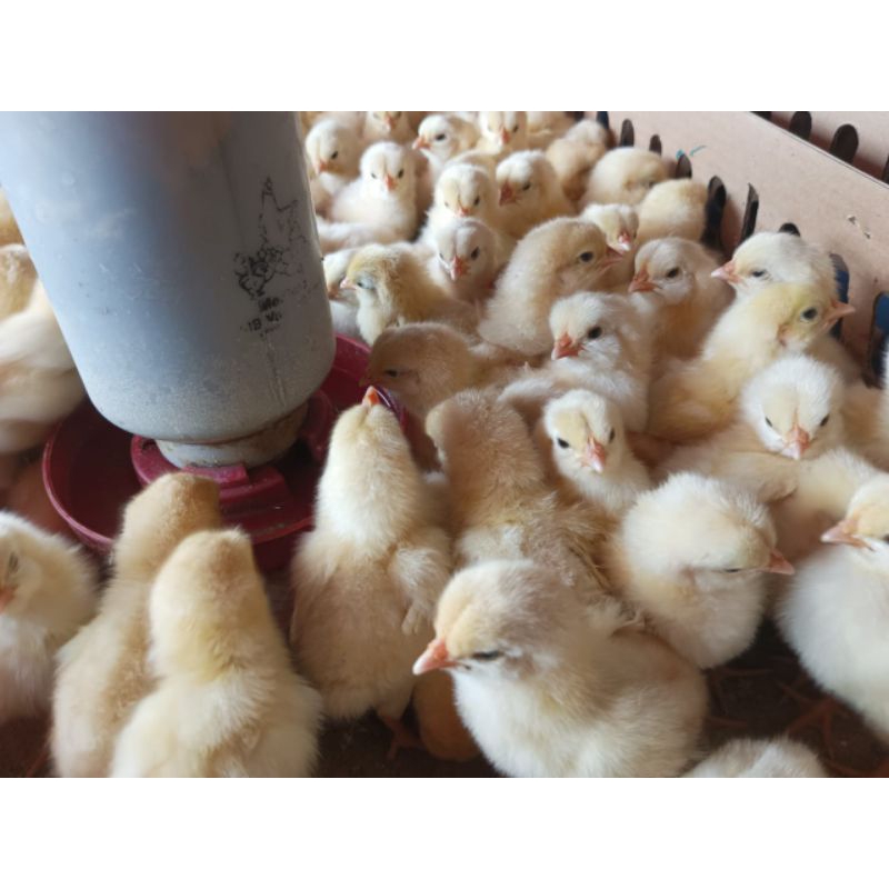 Ayam Negeri Jantan - Bibit Ayam Jantan - Doc Jantan ( Sudah Vaksin)