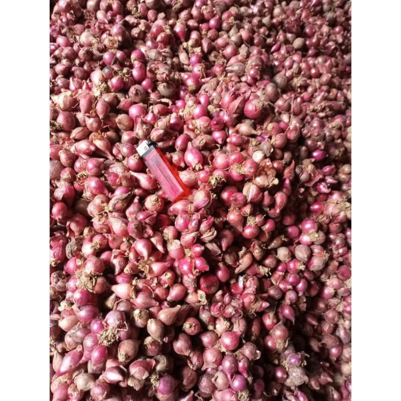 

Bawang Merah Uk Tanggung Kecil..