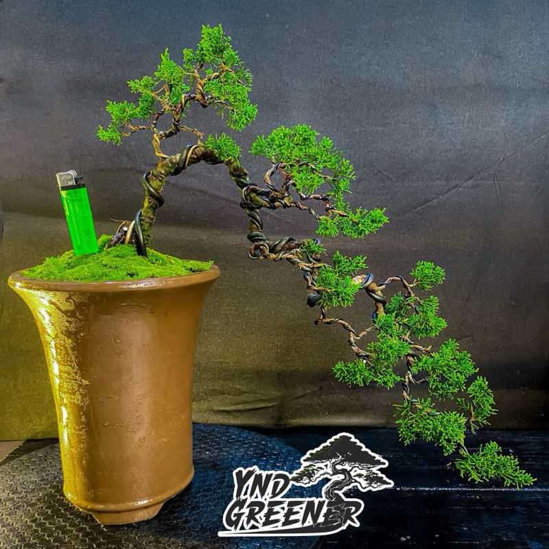 BONSAI CEMARA SARGENTI JUNIPERUS ITOIGAWA POHON HIDUP PAJANGAN RUMAH /TAMAN BIBIT