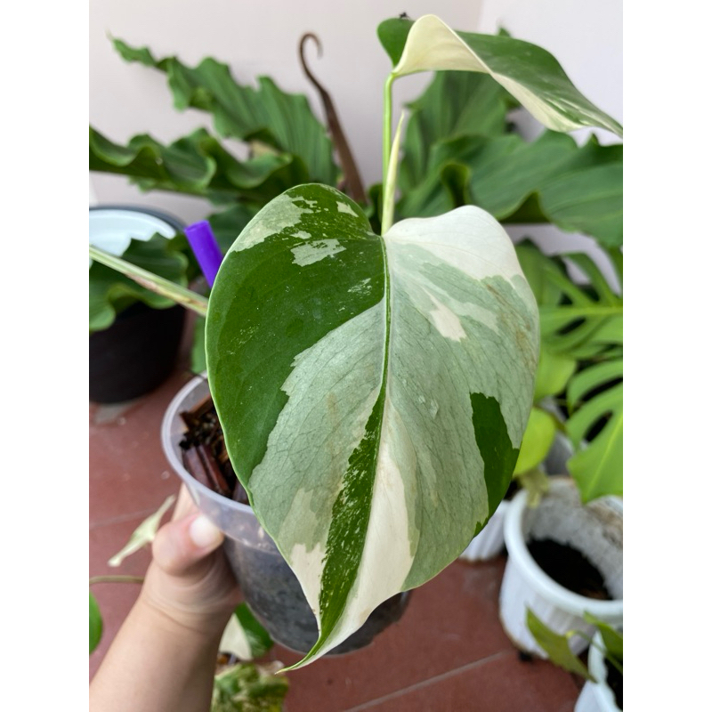 Monvar - Monstera Variegata 1 daun pancing 2 daun aktif