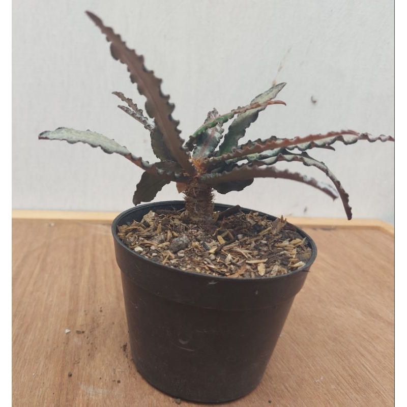 euphorbia francoisii hybrid