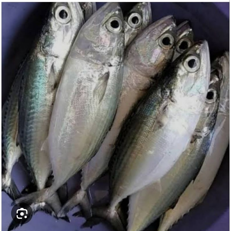 

ikan kembung banjar 500 gram