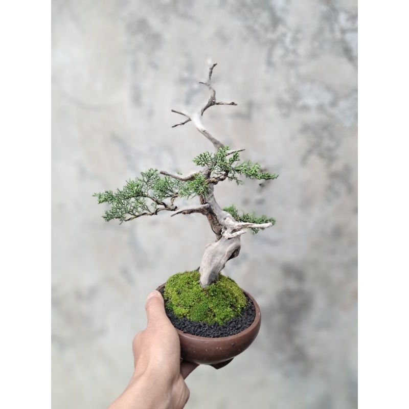 Bonsai Cemara Sargenti Tanuki