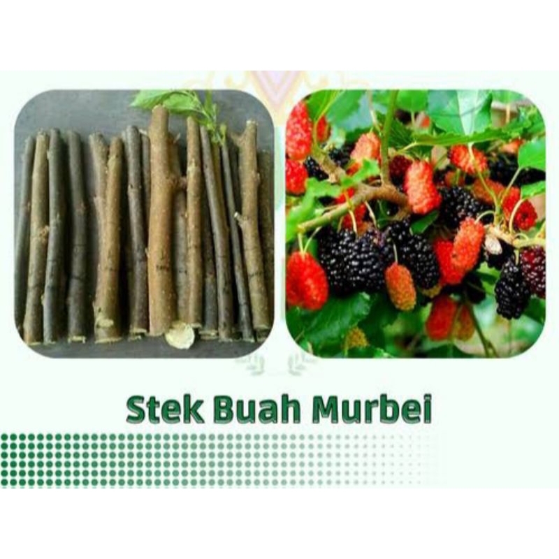 

promo!! steak batang murbei 10 batang