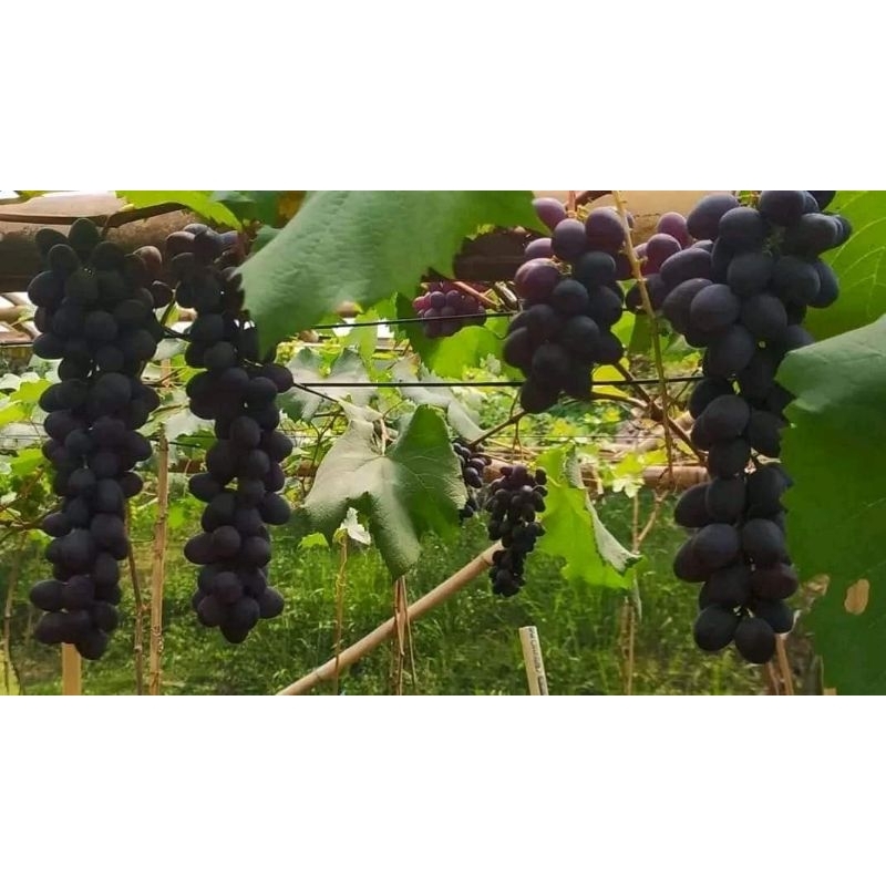 

Bibit anggur import new york muscat