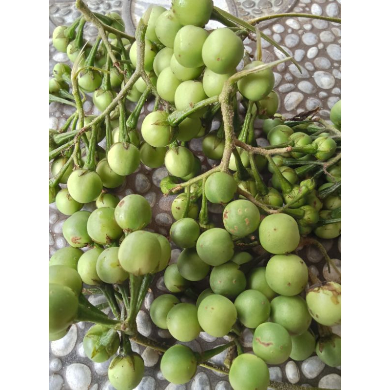 buah cepokak takokak 1 kg)terong pokak /Pipit/buah rimbang