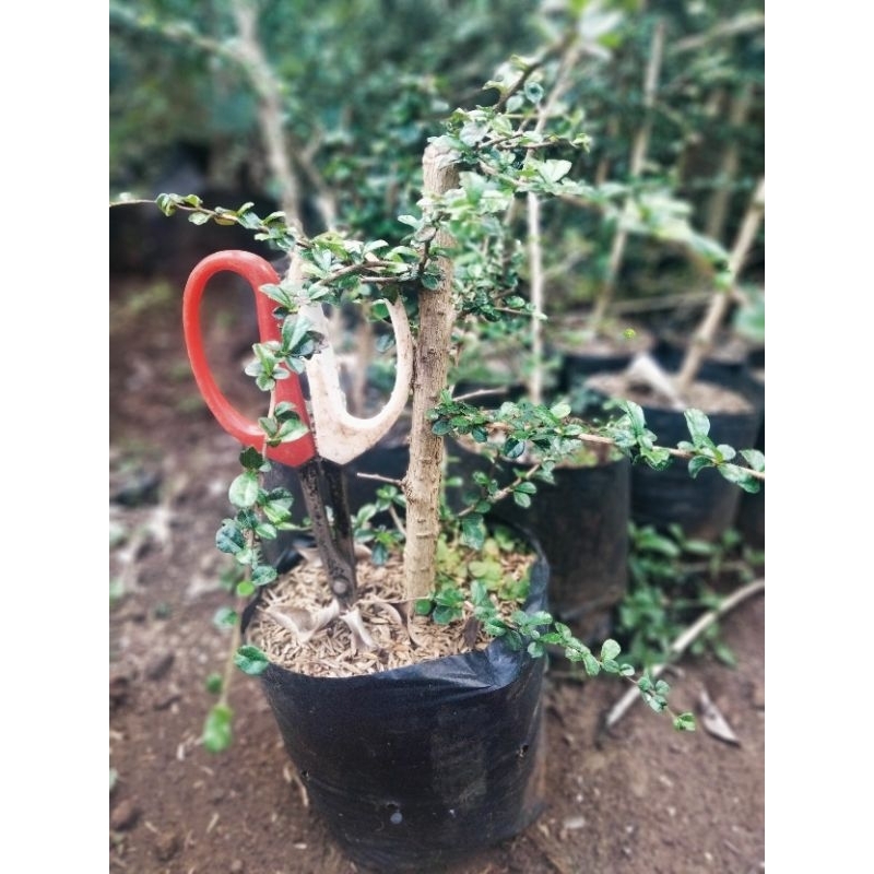 Bibit hokiantea micro buah uk sejarian bahan bonsai