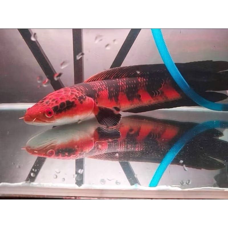 hiasan aquarium beby ikan chana red mosaic grade A++ uk 3-5cm
