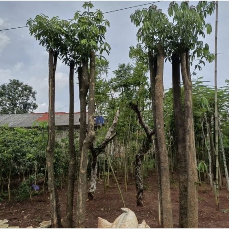 Tanaman hias pule gruping - pohon pule rumpun - pule putih - pohon hias