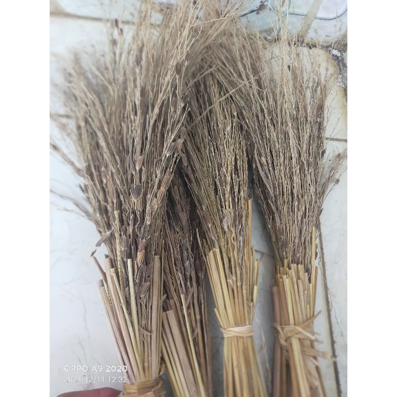 PROMO merang padi ketan hitam asli banten