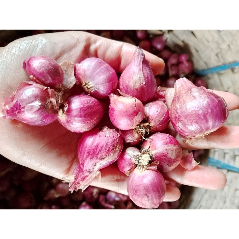 

Bawang Probolinggo kering (tanpa daun)