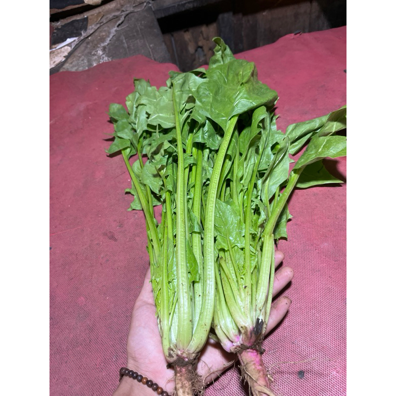 

Sayur Poling / Bayam jepang