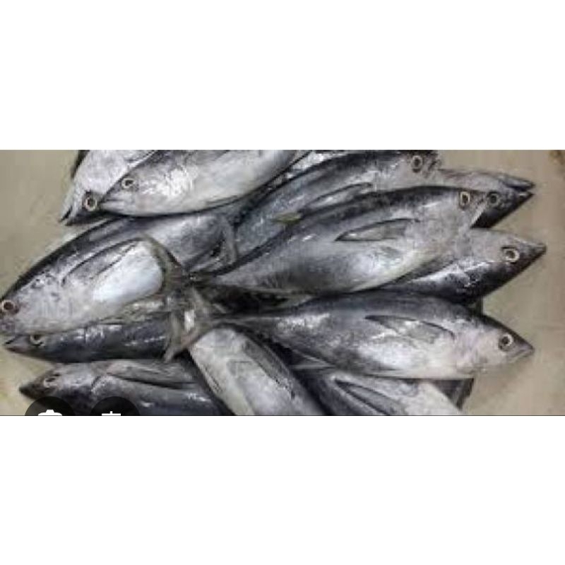 

ikan tongkol segar 500 gram