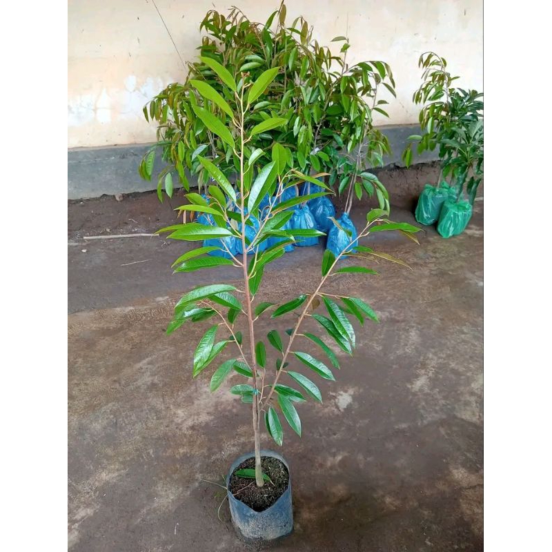 bibit tanaman durian duri hitam okulasi asli