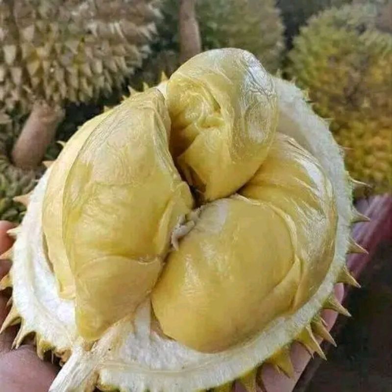 bibit tanaman durian Bawor okulasi asli