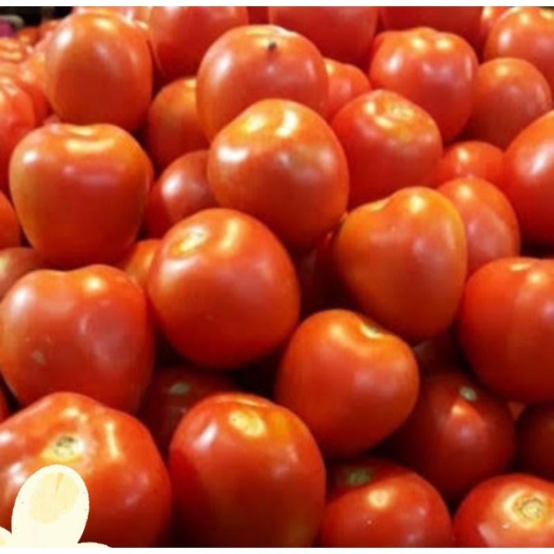 

Tomat merah besar 1/2kg 9000 -1kg 18000