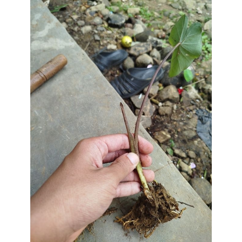 Bibit talas lompong sayur talas batang merah siap tanam