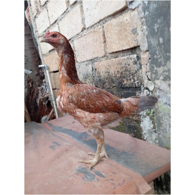 Ayam bangkok betina biang MaGon di Jakarta