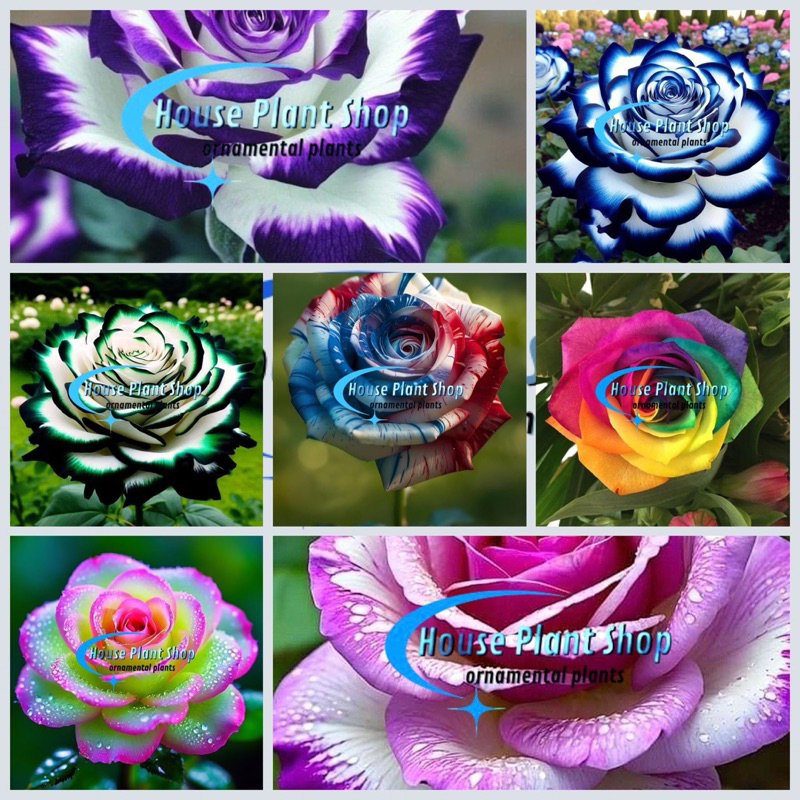 PAKET HEMAT BISA COD 7 Macam Bunga Mawar Import Jenis Langka | Tanaman Hias Mawar Hidup | Bunga Mawa