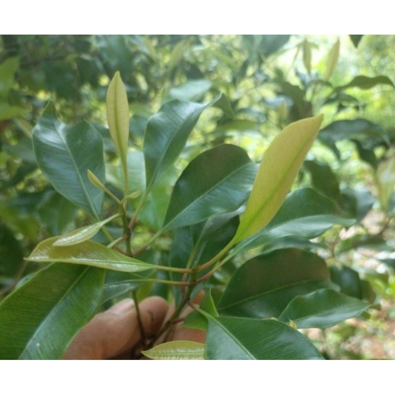 

Daun cengkeh segar petik langsung 500 gram-az