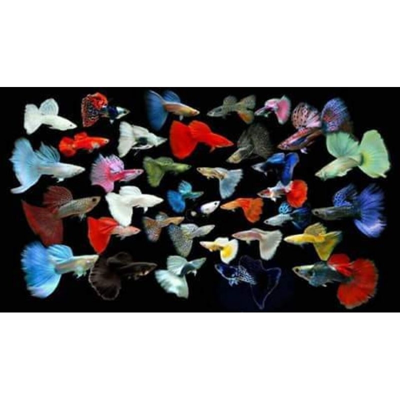 

Setiker Aquarium (satu pasangan Hb pastel,Hb blue,fullgold,dll)