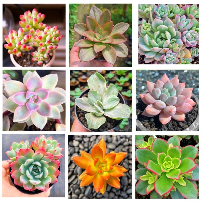 Paket Kaktus Sukulen Hidup Mini Isi 6 Pcs Free Pot