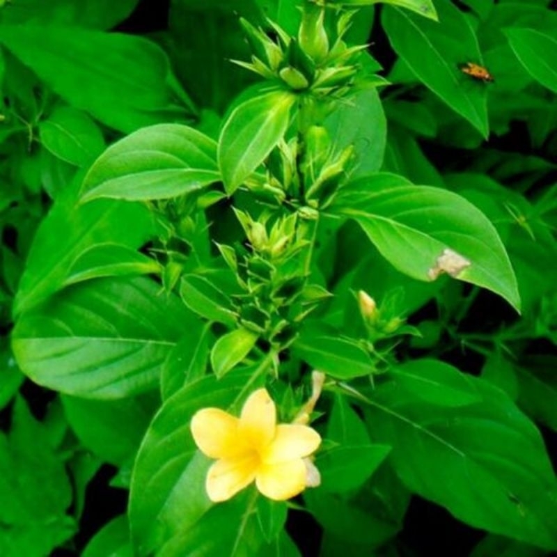 

500 gram daun landep segar, daun tanaman landep. daun landepan, daun landak, tanaman landak, Barleria prionitis.