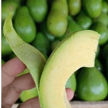 

Alpukat mentega 1kg