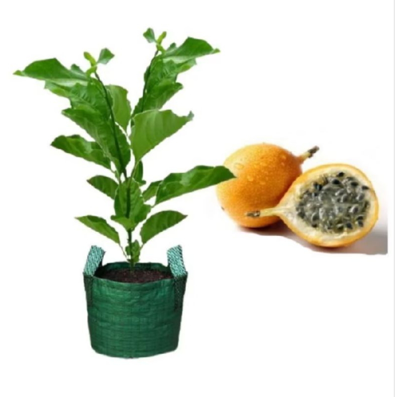 Pohon buah markisa / tanaman buah markisa