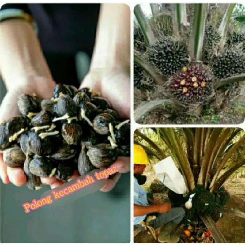 bibit keambah sawit TOPAZ