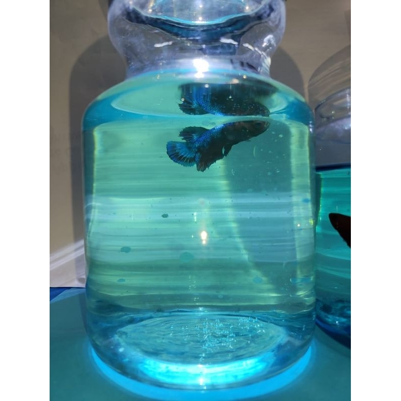 cupang plakat Hellboy