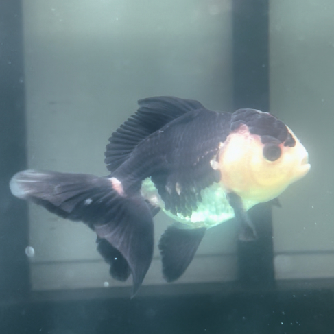 Ikan GoldFish Oranda Panda | Ikan Mas Koki Oranda Panda | Ikan Mas Koki GoldFish Grade A B