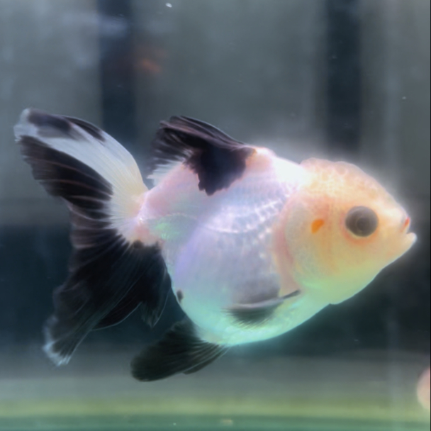 Ikan GoldFish Oranda Panda | Ikan Mas Koki Oranda Panda | Ikan Mas Koki GoldFish Grade A B