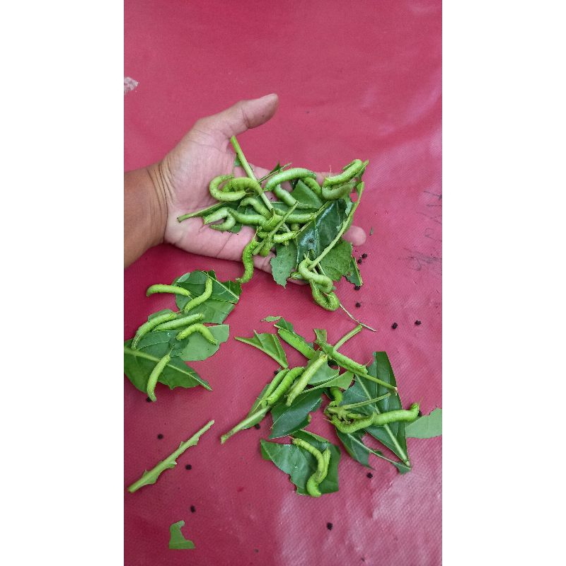 Ulat mengkudu  umpan bawal / lele
