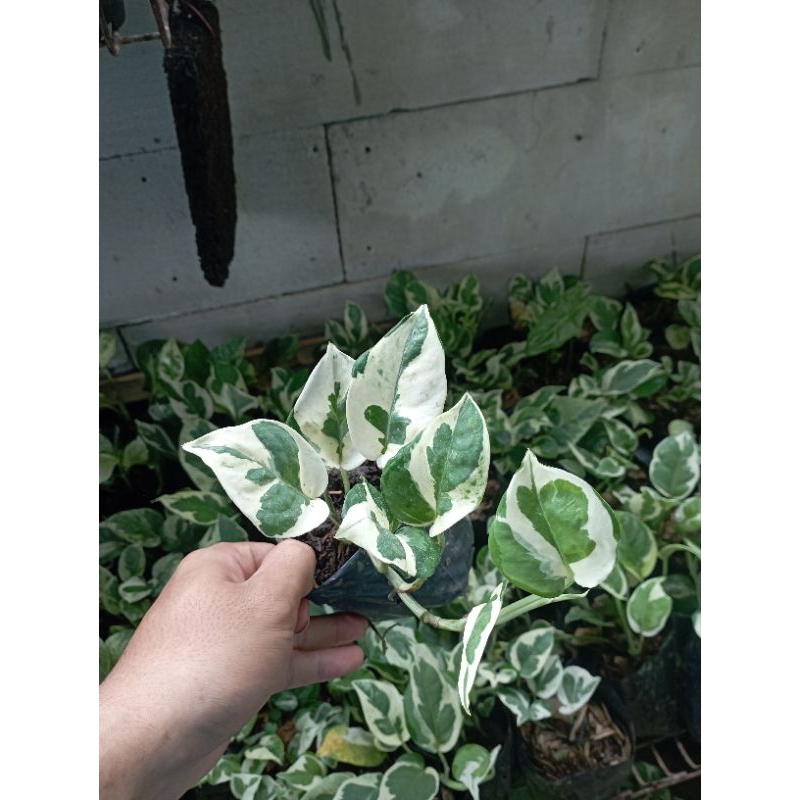 Tanaman Hias Sri Gading Enjoy Tanaman Gantung Sri Gading Enjoy