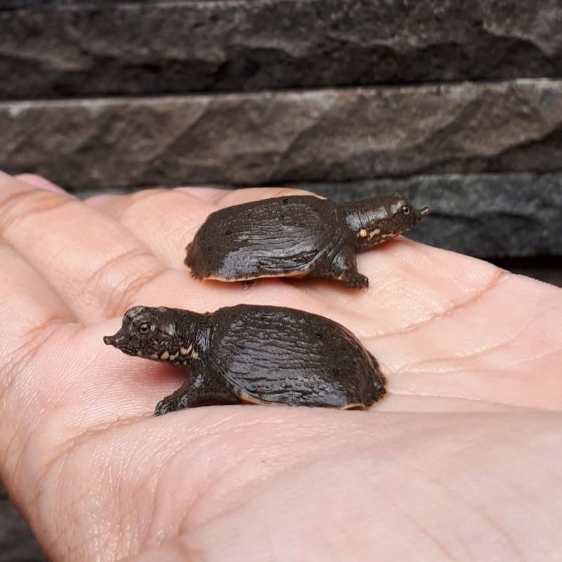 TELUR NETAS labi-labi