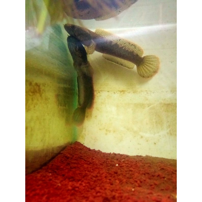 limbata pair/sepasang